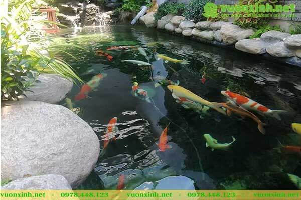 Dịch vụ bảo trì bảo dưỡng hồ cá koi