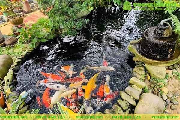 Mẫu hồ cá koi mini đẹp
